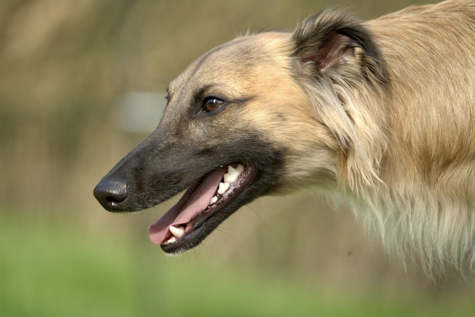  Eddie – Alle Wünsche von den Buschperlenio 