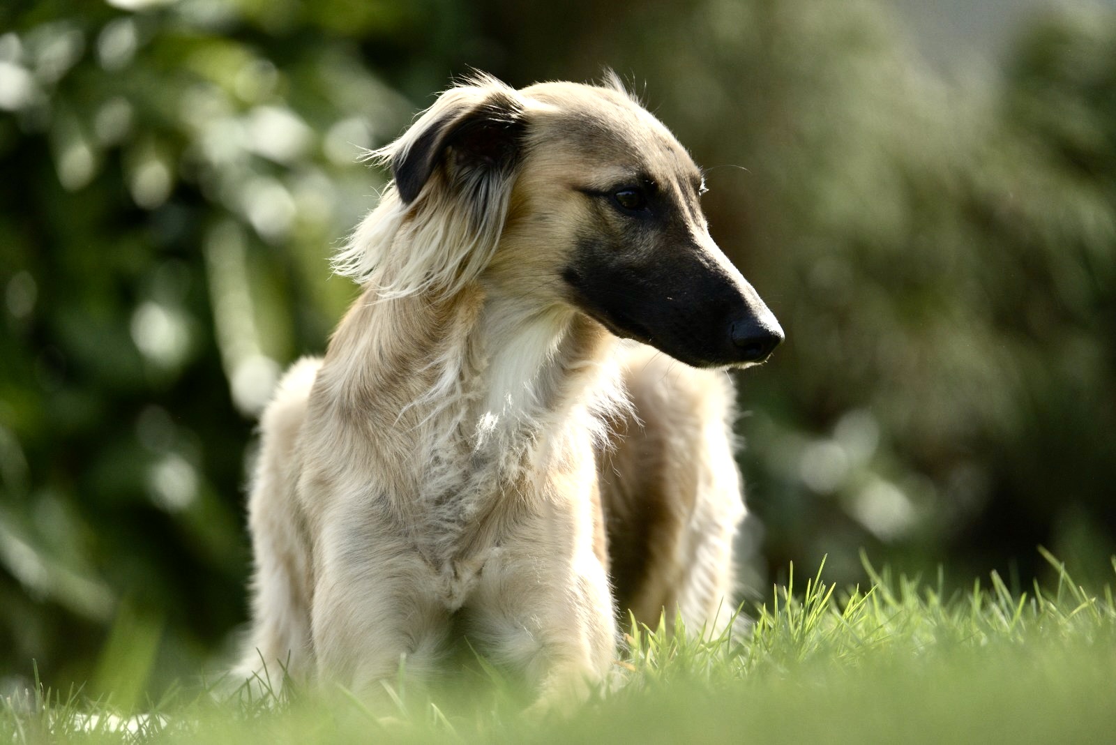 Eddie – Alle Wünsche von den Buschperlen 