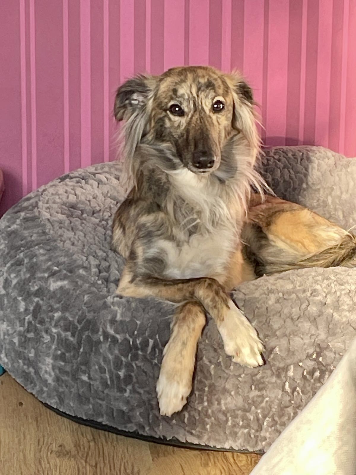  Floki – Alle Träume von den Buschperlen 