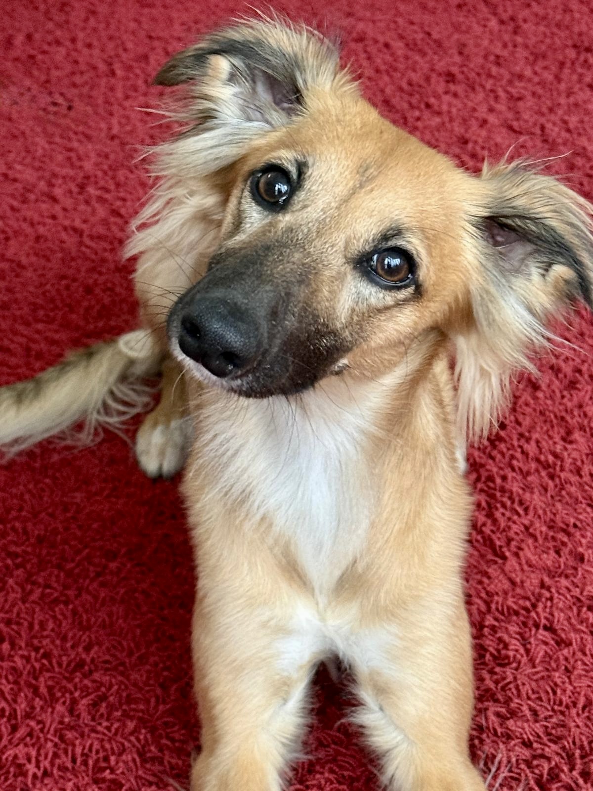  Moony – Alles Harmonie von den Buschperlen 