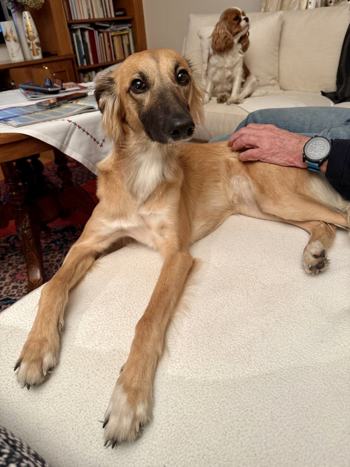  Moony – Alles Harmonie von den Buschperlen 