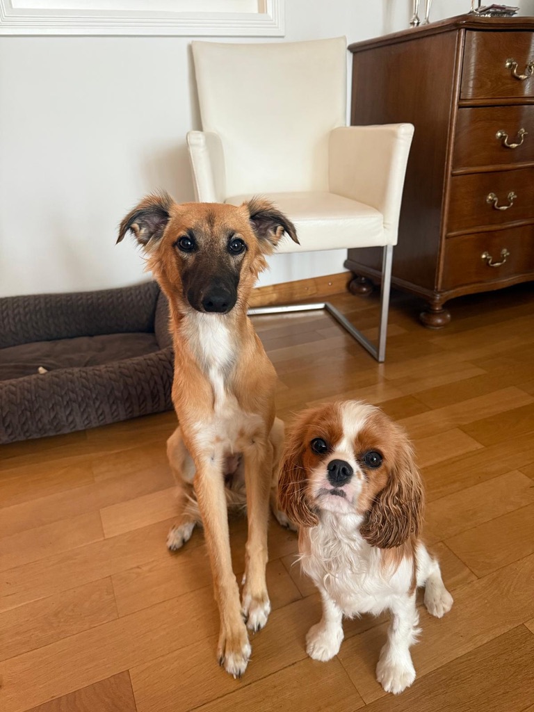  Moony – Alles Harmonie von den Buschperlen 