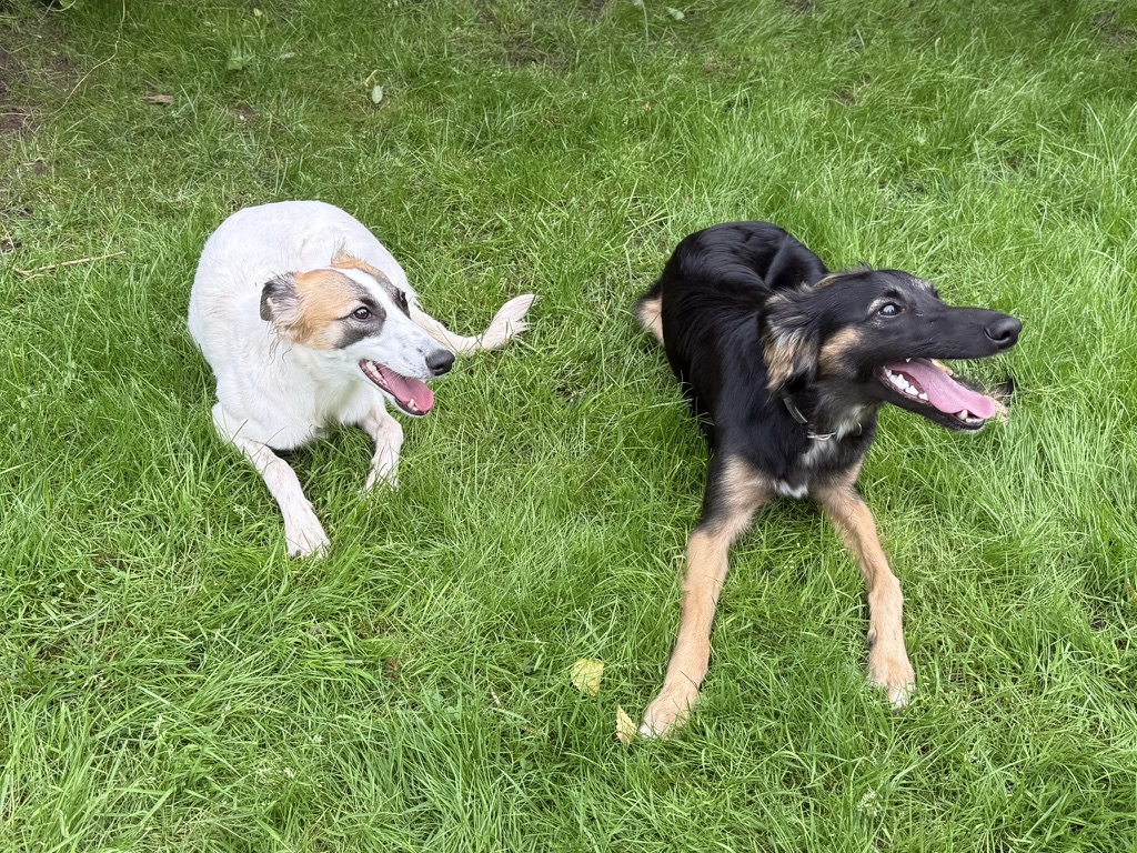  Alle Liebe und Alles Glück von den Buschperlen 