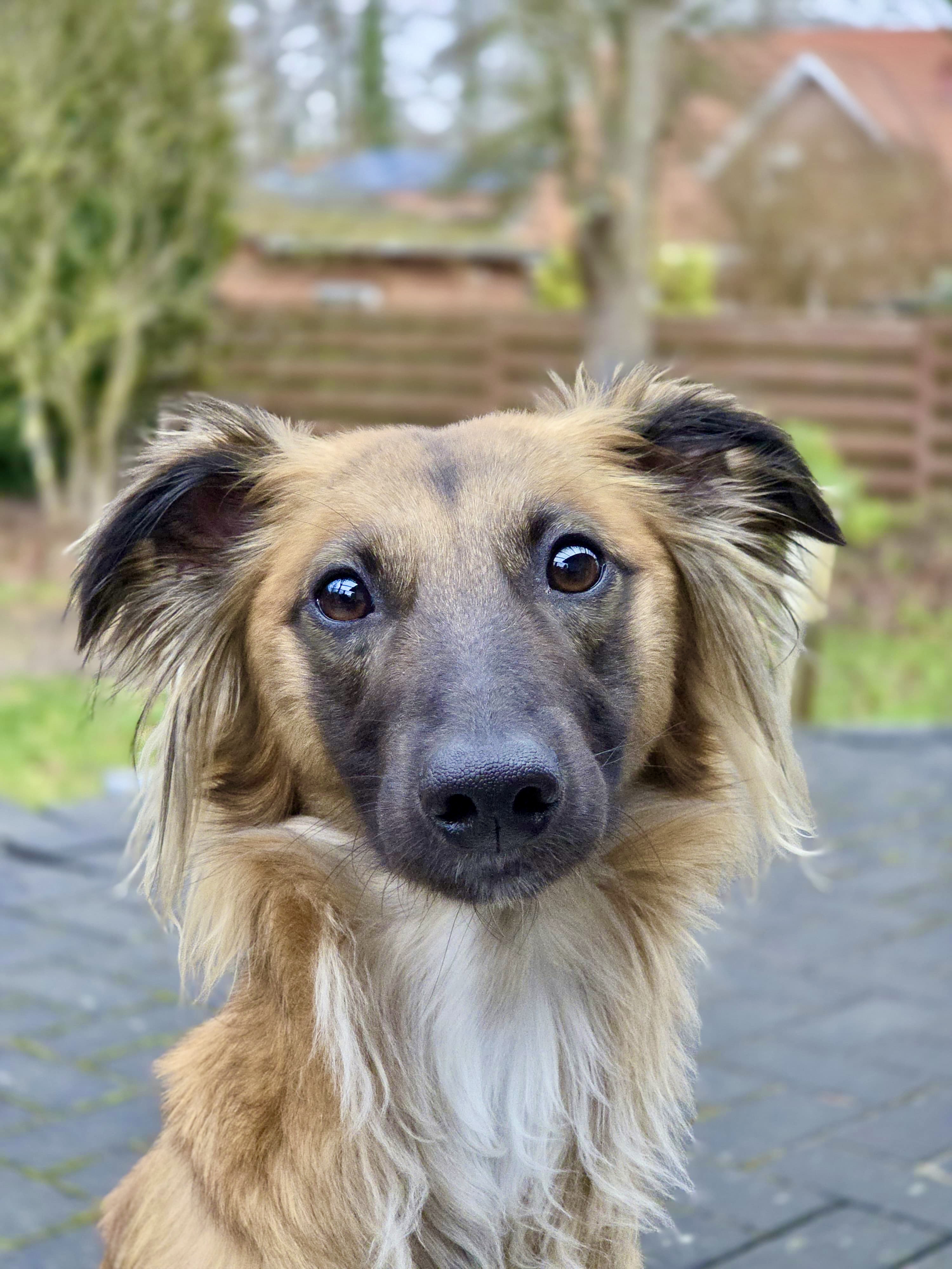  Aslan – Alle Freude von den Buschperlen 