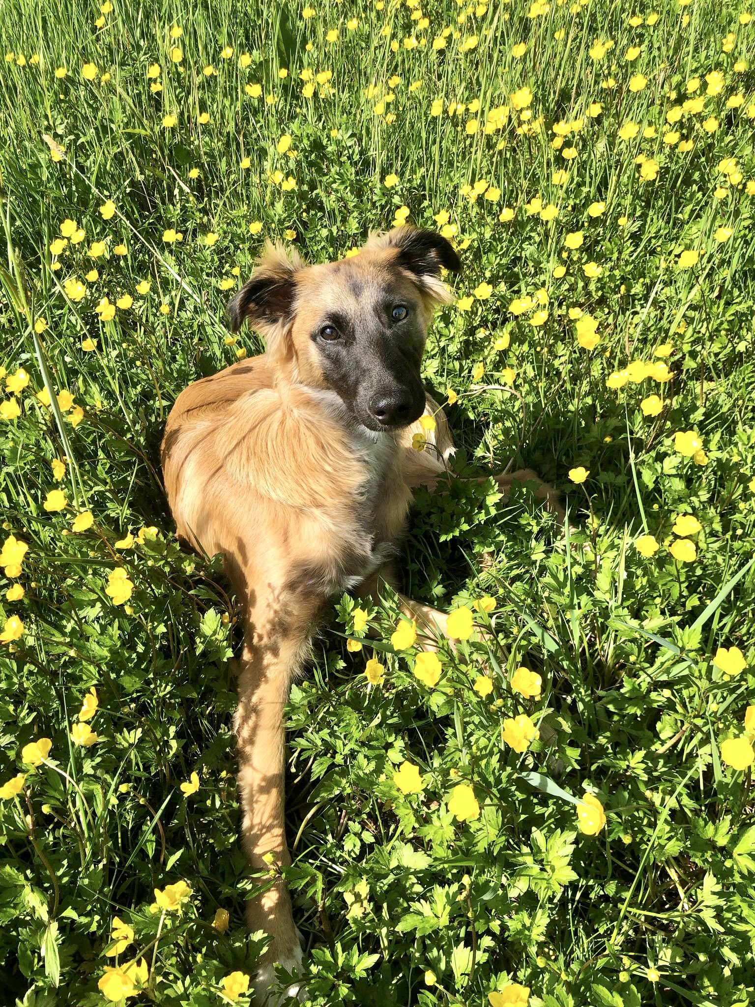  Aslan – Alle Freude von den Buschperlen 