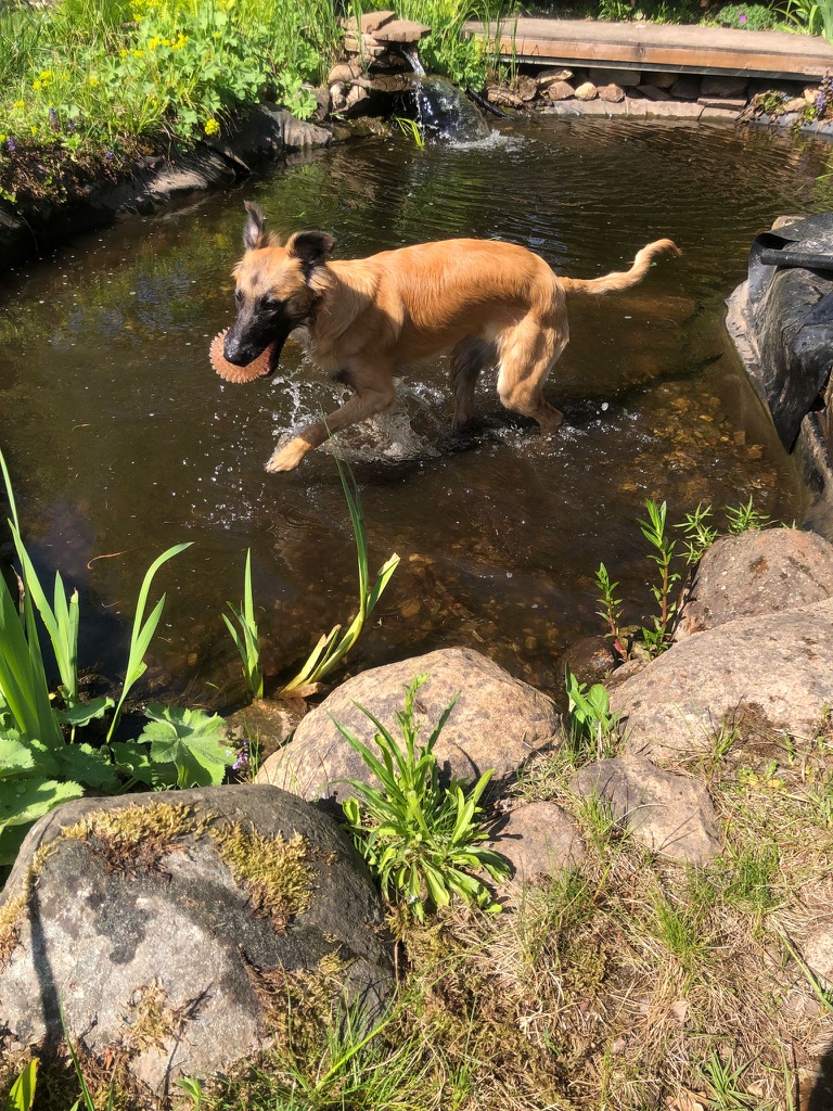  Aslan – Alle Freude von den Buschperlen 