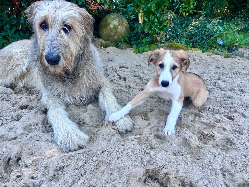  Keke – Beste Laune von den Buschperlen mit Freund Olsen 