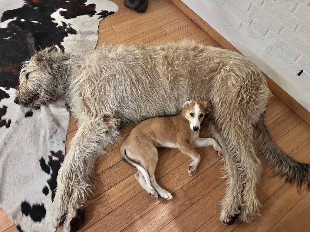  Keke – Beste Laune von den Buschperlen mit Freund Olsen 