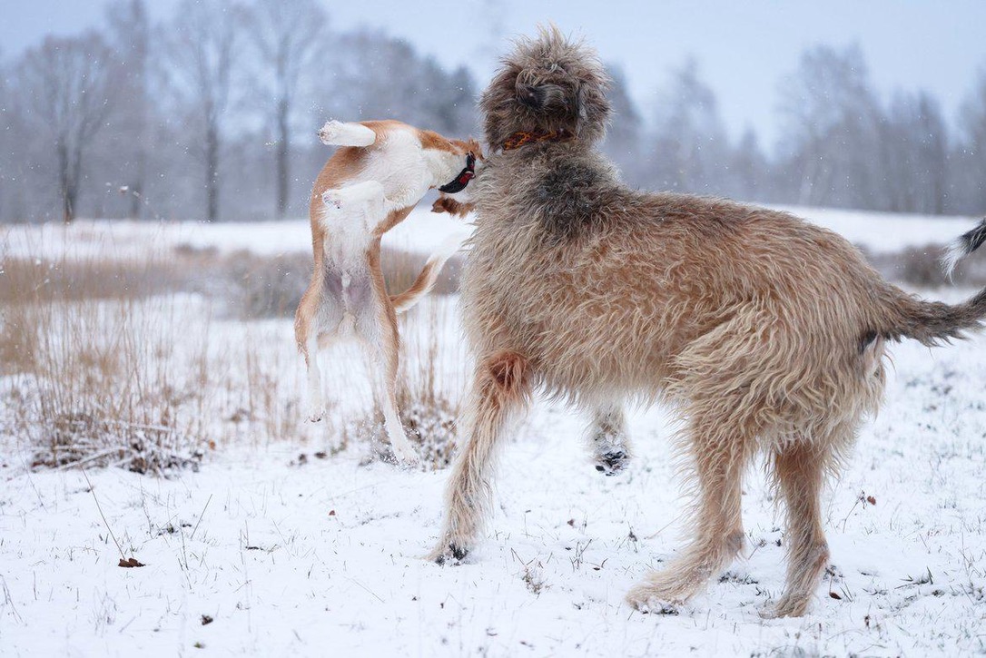  Keke – Beste Laune von den Buschperlen mit Freund Olsen, Foto: www.kath-fotografie.de 