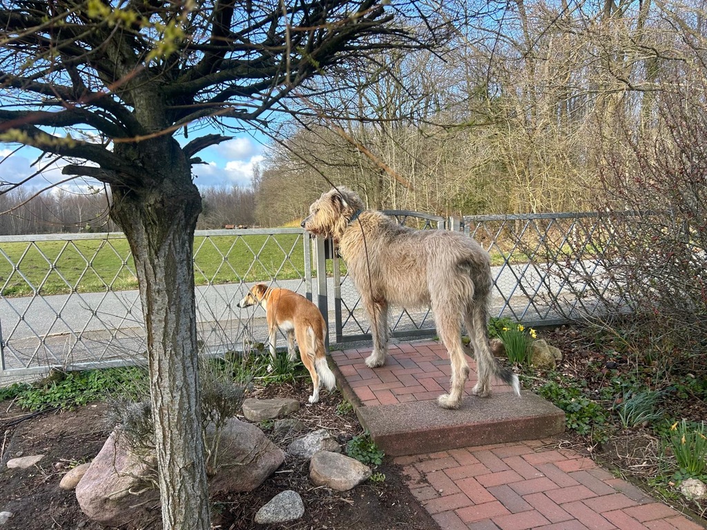  Keke – Beste Laune von den Buschperlen mit Freund Olsen 