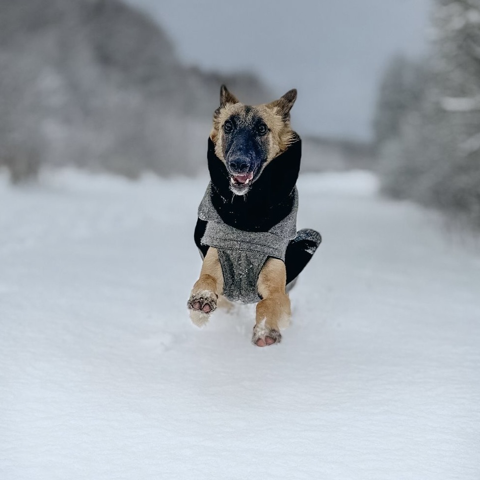  Bert – Bester Freund von den Buschperlen 