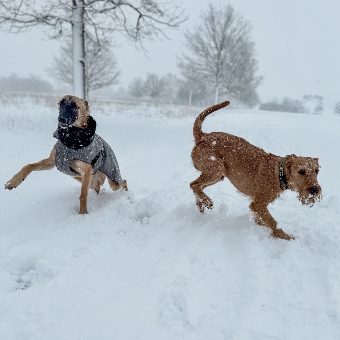  Bert – Bester Freund von den Buschperlen 