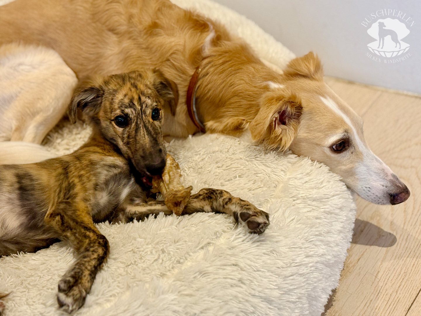 Beste Freundin von den Buschperlen mit Papa Mio 
