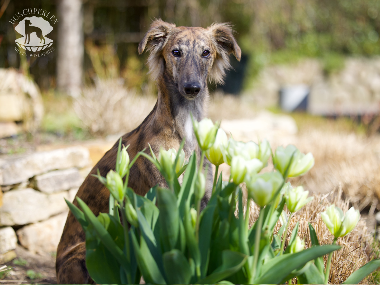  Beste Freundin von den Buschperlen 