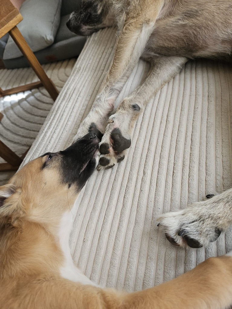  Emil – Cosmo Atlantico von den Buschperlen mit Freund Jonte 