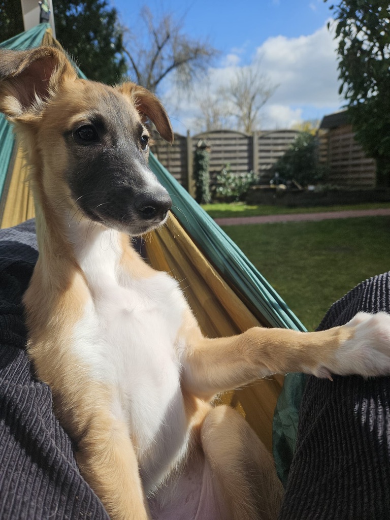  Emil – Cosmo Atlantico von den Buschperlen 