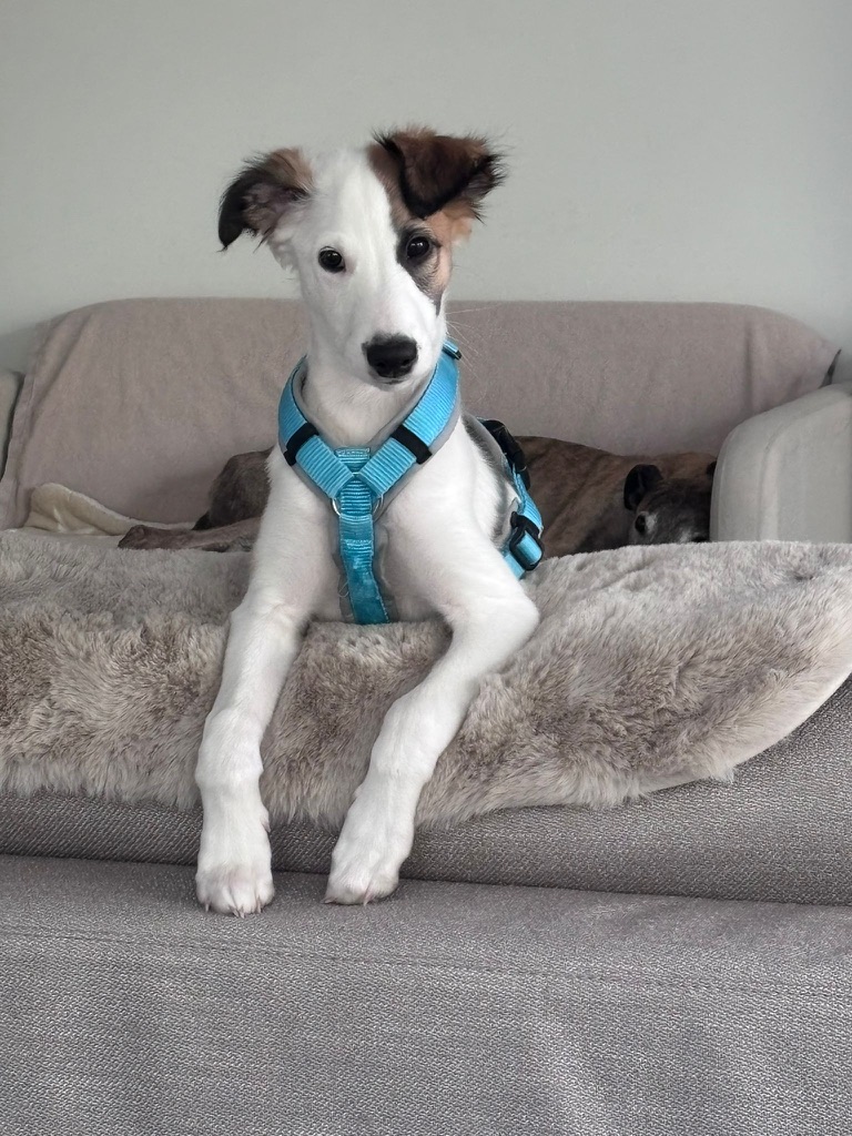  Louie – Cosmo Granada von den Buschperlen 