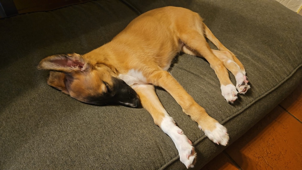  Emil – Cosmo Atlantico von den Buschperlen 