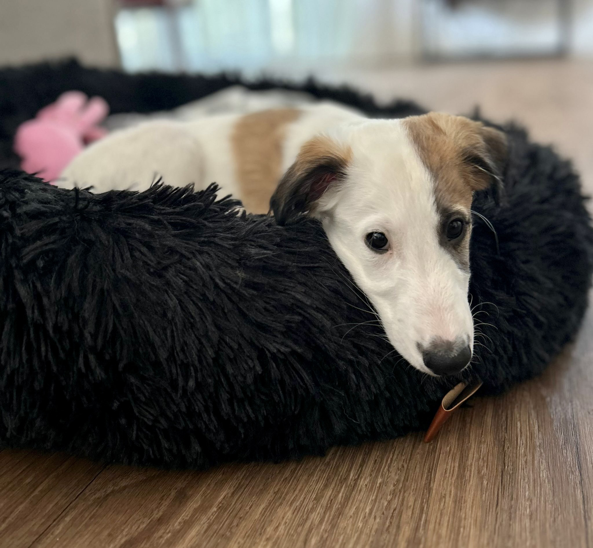  Louie – Cosmo Granada von den Buschperlen 