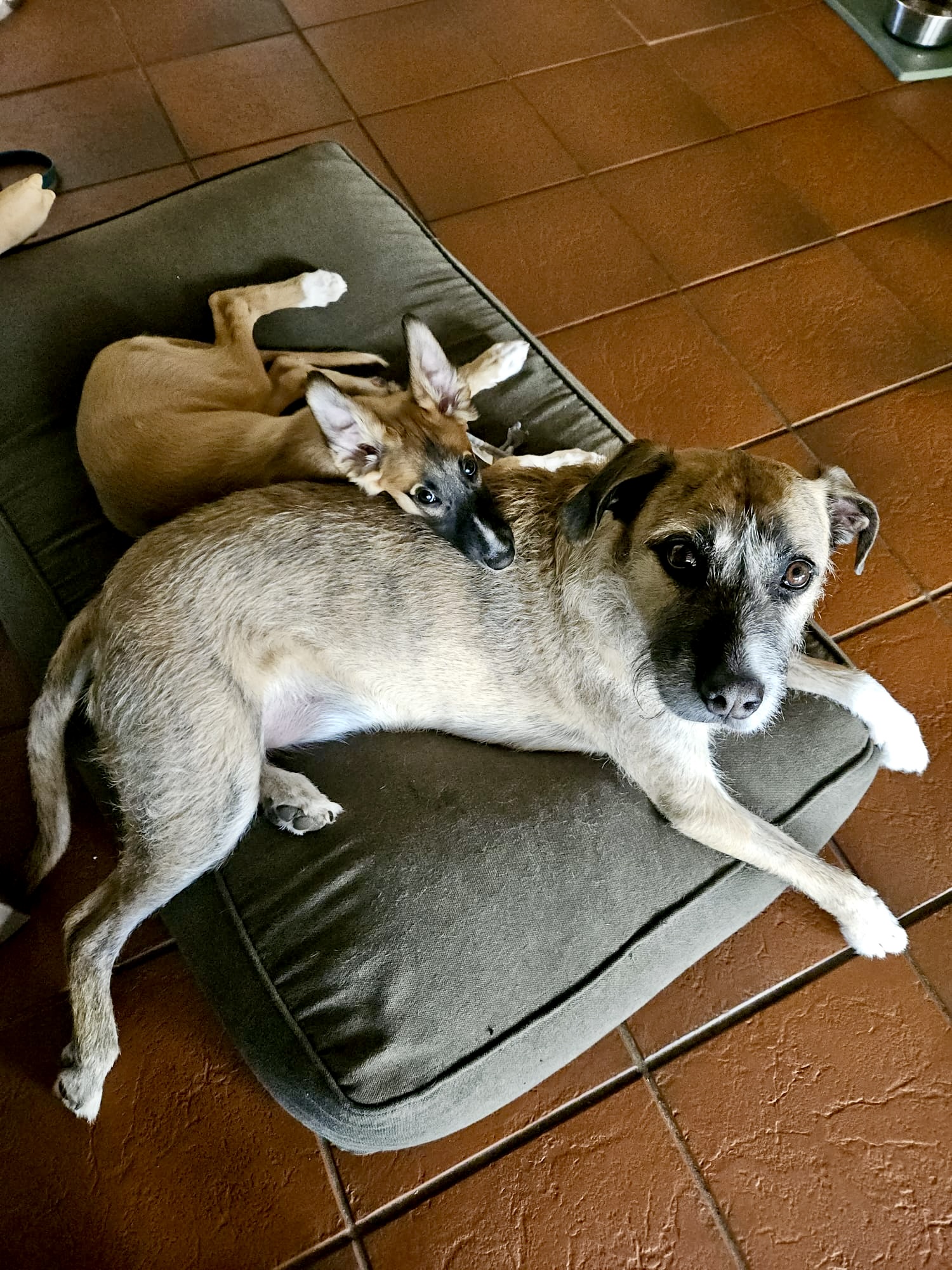  Emil – Cosmo Atlantico von den Buschperlen mit Freund Jonte 