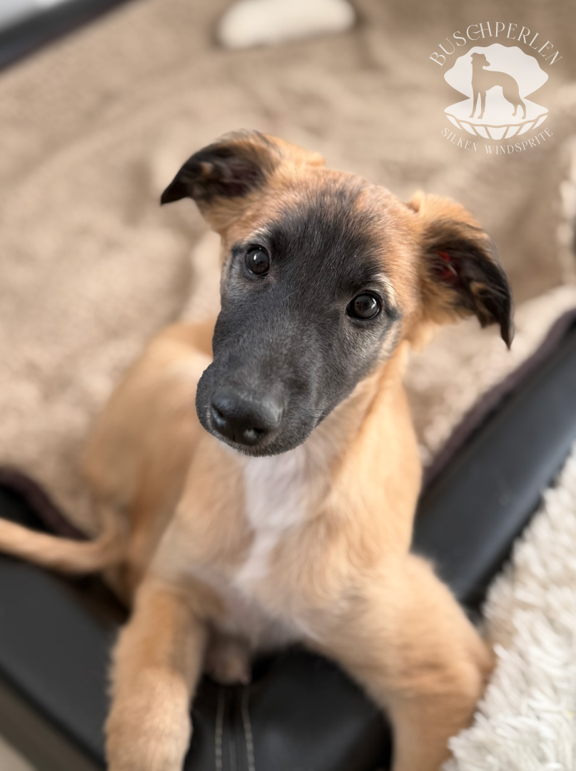  Cosma II – Cosma Alhambra von den Buschperlen 