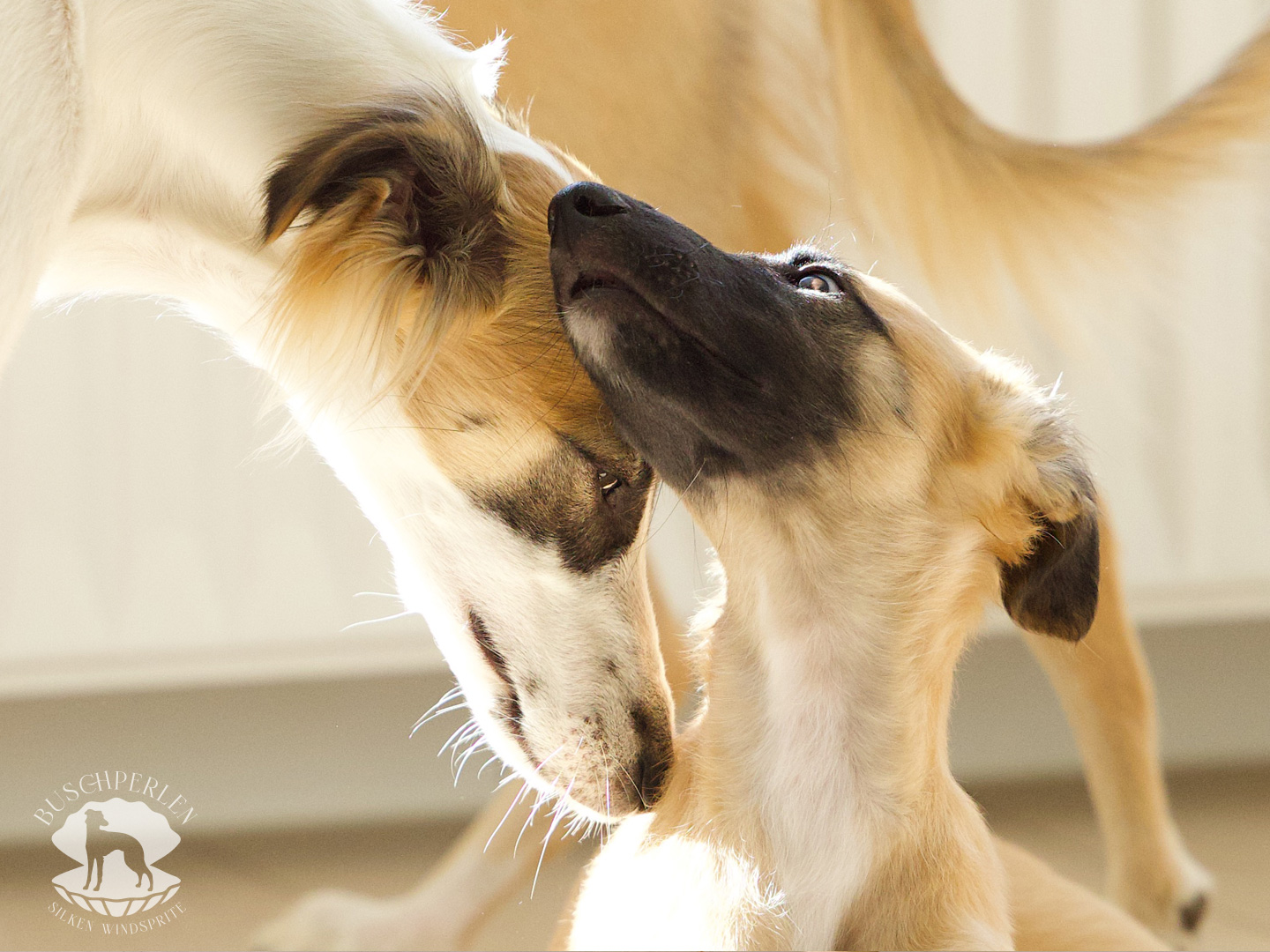  Cosma II – Cosma Alhambra von den Buschperlen mit Alle Liebe von den Buschperlen 