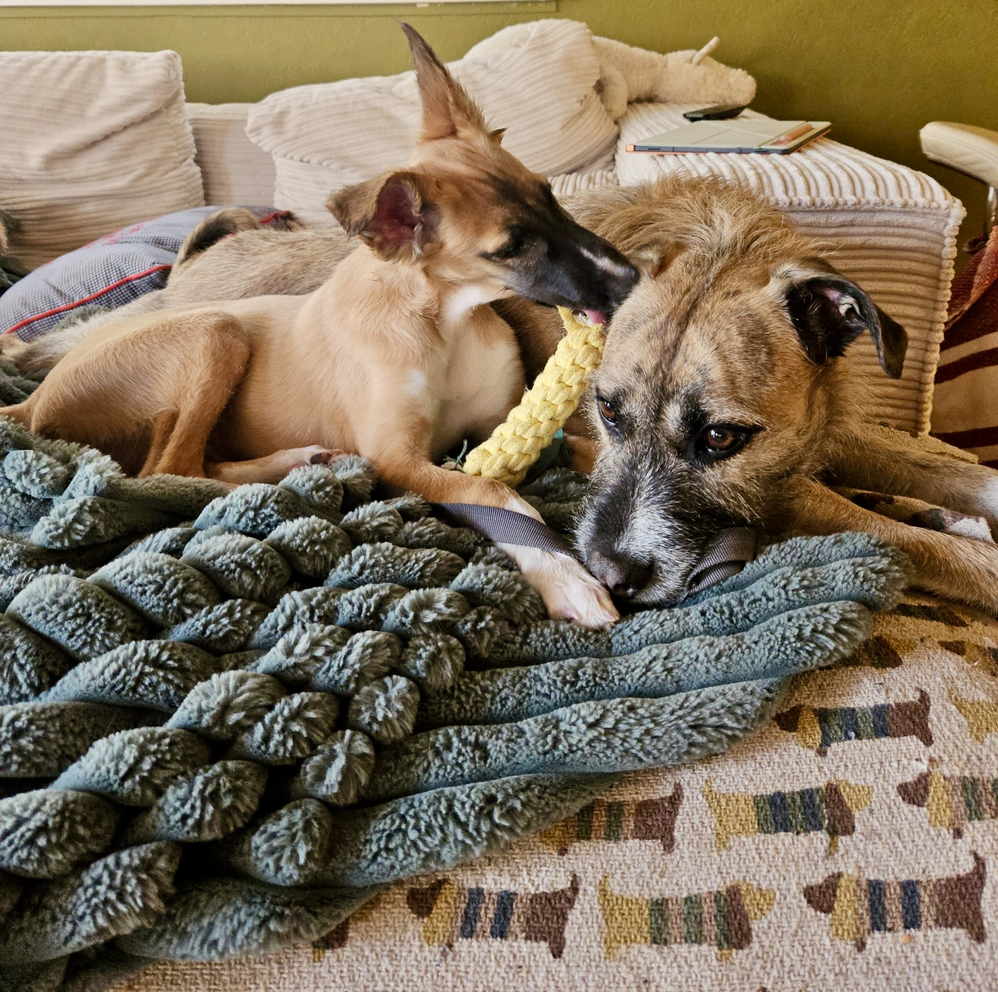  Emil – Cosmo Atlantico von den Buschperlen mit Freund Jonte 