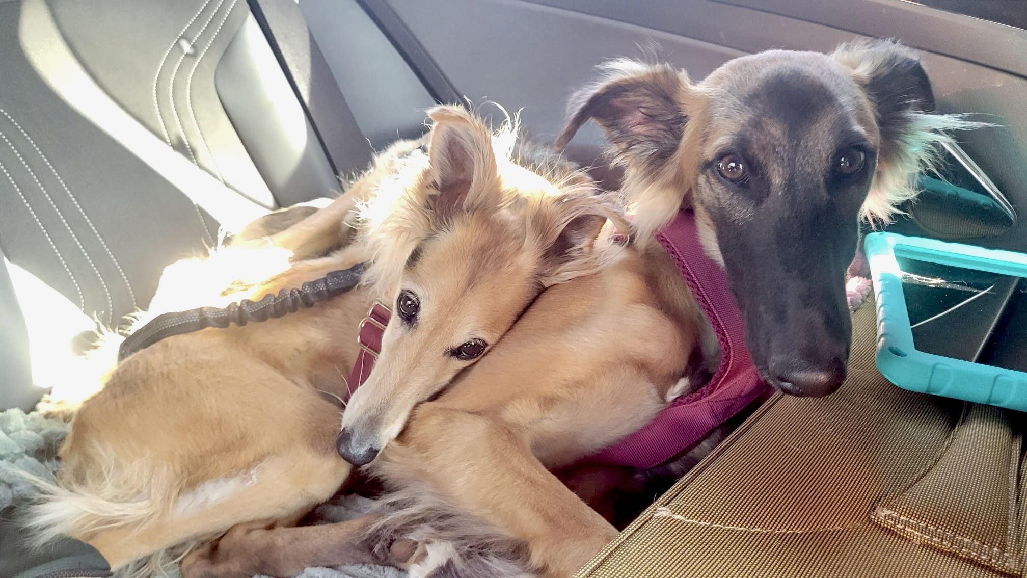  Bay – Bester Schatz von den Buschperlen mit Freundin Benice – Silken Speed Bonni 