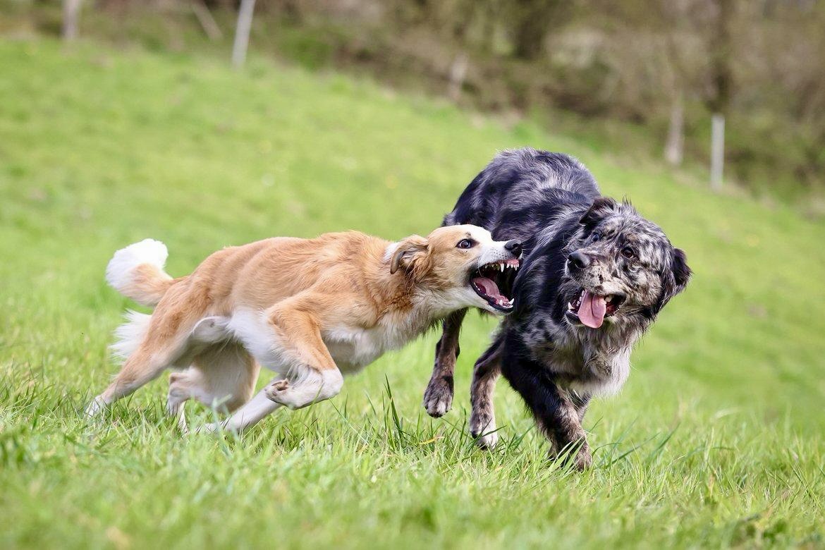  Keke – Beste Laune von den Buschperlen 